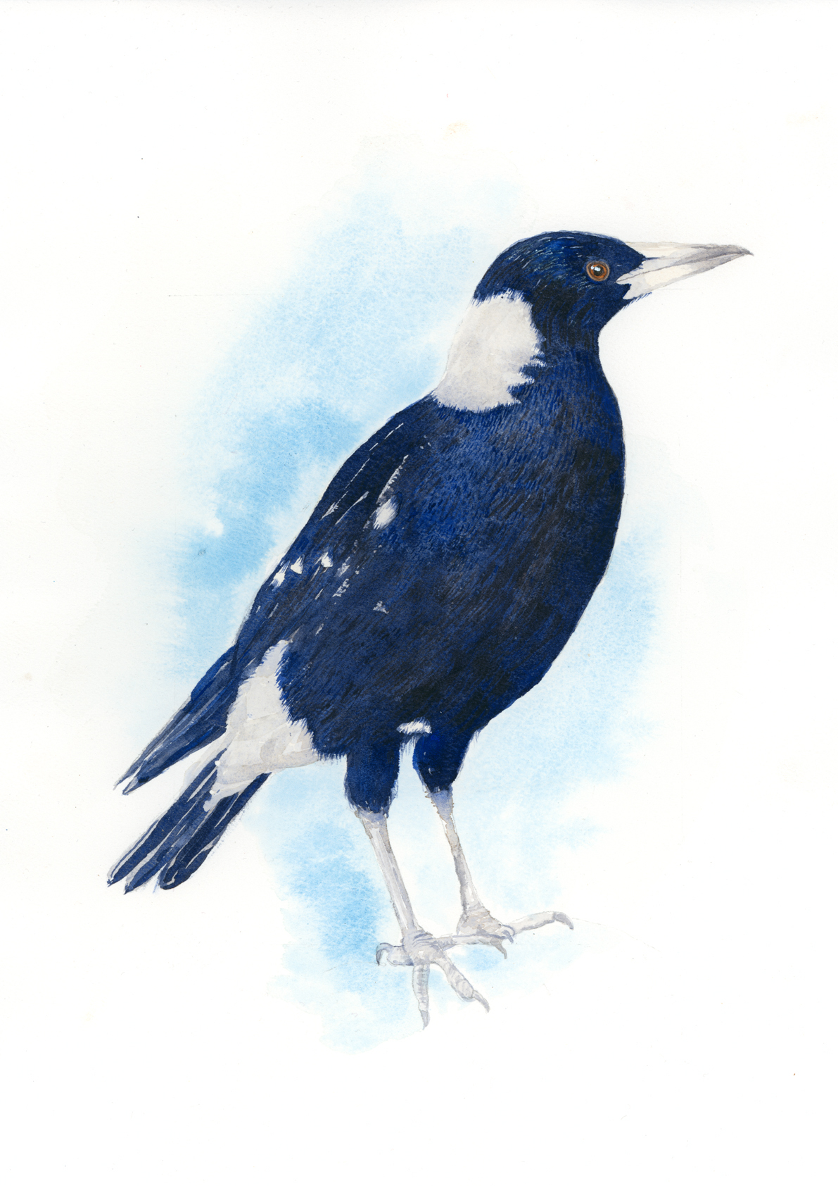 Australian Magpie Watercolour Art Print – Australian Bird Artwork - Image 2